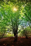 green beech in the sun