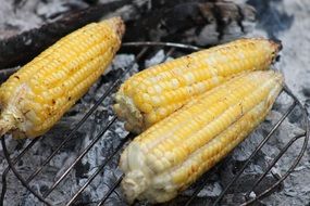 grilled corn on the grill