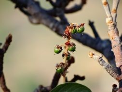 Murichi fruits on a tree