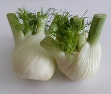 two fresh fennel