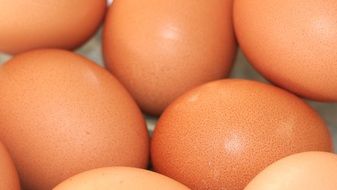 chicken eggs closeup