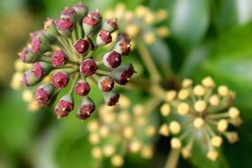 seeds on plants in nature
