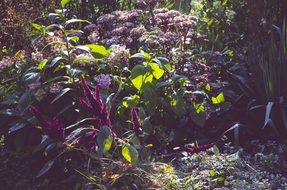 colorful vegetation in the garden