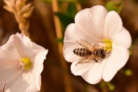 white blossom and bee