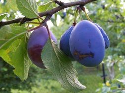 bright plum on the branches of a fruit tree close-up