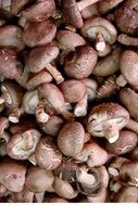 mushrooms in grocery