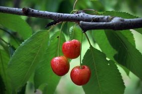 Cherries Fruit Summer