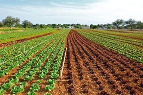 lettuce field