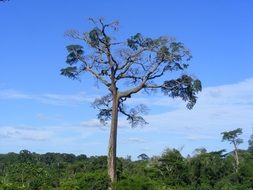 giant tree in the jungle