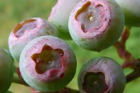 green blueberries in the forest