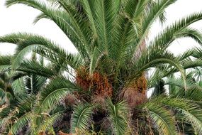 date palm in Tenerife