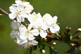 Fruit tree with white flowers