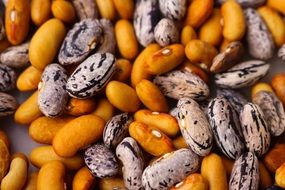 variety of beans close-up