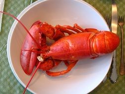 red boiled Lobster in white bowl