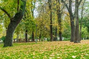Beautiful landscape of the colorful park with the plants and foliage