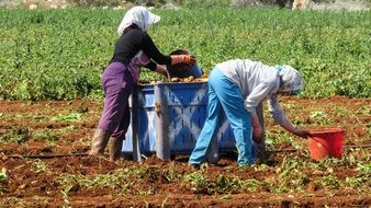 Potatoes Harvesting, two woman at work, Cyprus, Liopetri