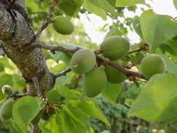 Apricot tree with the unripe green apricots