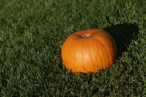 orange pumpkin in the green grass