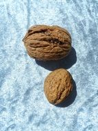 huge brown Walnut closeup