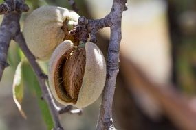 Brown almond grows on the tree