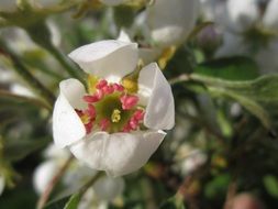 white bloom of pear on a blurred background