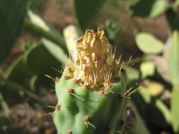 Prickly pear grows in summer