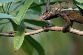 Panther Chameleon reptile on the hunt