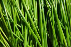 green onion close-up