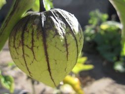 mexican tomato on a bush in the sun close up