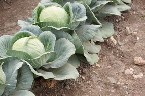 green cabbage growing in a row on a bed