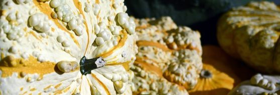 closeup picture of yellow white pumpkins
