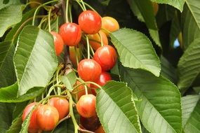 sweet cherries on the tree