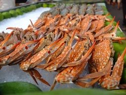 Steamed Crabs on ice