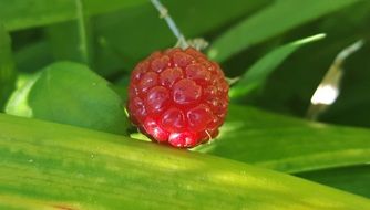 immature blackberry closeup