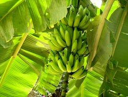 banana clusters ripening on plant beneath Leaves close-up