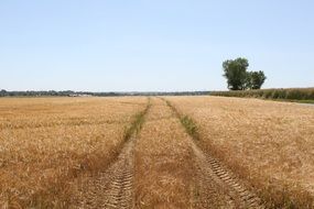 tractor tracks on ripe corn field, farmland