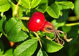 rose hips