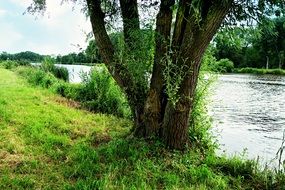 Tree grows at the riverbank