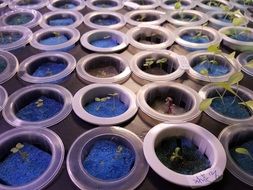Bean sprouts, Hydroponically grown Vegetables