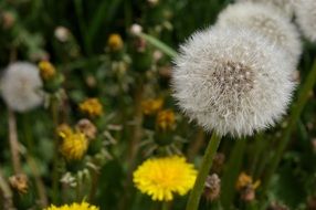 meadow of dandelions close up