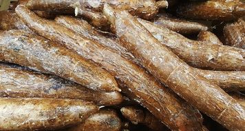 Tropical brown brazilian arrowroots in the market