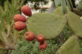 red cactus fruits on a plantation