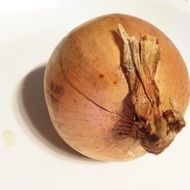 onion as the main ingredient