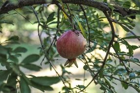 pomegranate is an exotic Mediterranean fruit
