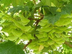 bright green fruits of maple