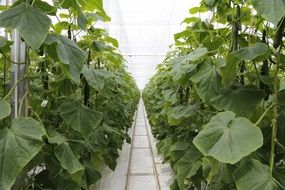 long rows of cucumbers in a greenhouse