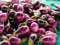 harvest of light purple eggplant