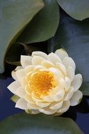 delicate pale yellow water lily