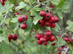 rosehip berries on a bush with green leaves