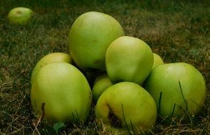 green apples lie on the green grass